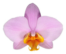 Cargar imagen en el visor de la galería, Orquidea alta dos tallos Lila con matera plastica decorativa(MP) (MP)