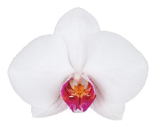 Cargar imagen en el visor de la galería, Orquidea alta dos tallos Blanca Punto Rojo con matera plastica decorativa (MP)