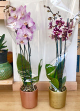 Cargar imagen en el visor de la galería, Orquidea Alta dos tallos Rose Delicato con matera ceramica decorativa (MC)