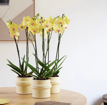 Cargar imagen en el visor de la galería, Orquidea alta dos tallos Amarilla punto rojo con matera plastica decorativa (MP)