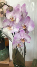 Cargar imagen en el visor de la galería, Orquidea alta dos tallos Rose Delicato con matera plastica decorativa(MP)