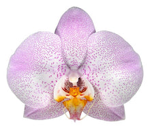 Cargar imagen en el visor de la galería, Orquidea Alta dos tallos Rose Delicato con matera ceramica decorativa (MC)