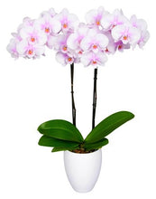 Cargar imagen en el visor de la galería, Orquidea alta dos tallos White Rose con matera plastica decorativa(MP)