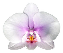 Cargar imagen en el visor de la galería, Orquidea alta dos tallos White Rose con matera plastica decorativa(MP)