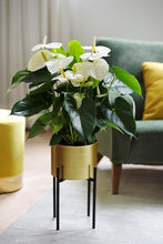 Cargar imagen en el visor de la galería, Anturios "La Flor del Amor" Blanco (MC)