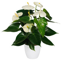 Cargar imagen en el visor de la galería, Anturio "La Flor del Amor" Blanco Mediano (MP)