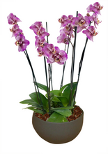 Cargar imagen en el visor de la galería, Arreglo Deluxe 6 varas de Orquideas altas Fucsia en matera ceramica(AMC)