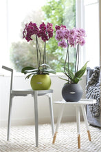 Cargar imagen en el visor de la galería, Orquidea Alta dos tallos Lila Print con matera ceramica decorativa (MC)