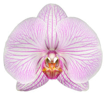Cargar imagen en el visor de la galería, Orquidea alta dos tallos Baby Rose con matera plastica decorativa (MP)