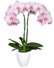 Cargar imagen en el visor de la galería, Orquidea alta dos tallos Baby Rose con matera plastica decorativa (MP)