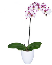 Cargar imagen en el visor de la galería, Orquidea un tallo con matera plastica decorativa (MP)