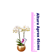 Cargar imagen en el visor de la galería, ORQUIDEA MEDIANA BLANCA+ MATERA CERAMICA (MC)
