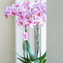 Cargar imagen en el visor de la galería, Orquidea alta dos tallos Lips Fucsia con matera plastica decorativa(MP) (MP)