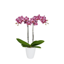 Cargar imagen en el visor de la galería, Orquidea Mediana Mora Tigre con matera Plastica decorativa (MP)