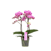 Cargar imagen en el visor de la galería, Orquidea Mediana dos tallos Rosa sin matera decorativa (ALTURA APROX.40/50CMS) (SM)