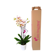 Cargar imagen en el visor de la galería, ORQUIDEA TRES TALLOS BLANCO MANCHAS - SABIDURIA (MC)
