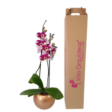 Cargar imagen en el visor de la galería, Orquidea Alta dos tallos Barcelona con matera ceramica decorativa (MC)