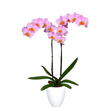 Cargar imagen en el visor de la galería, Orquidea alta dos tallos Lila con matera plastica decorativa(MP) (MP)