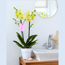 Cargar imagen en el visor de la galería, Orquidea alta dos tallos Amarilla con matera plastica decorativa(MP)