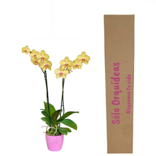 Cargar imagen en el visor de la galería, Orquidea Alta dos tallos Amarilla Lineas Rosa con matera ceramica decorativa (MC)