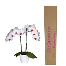 Cargar imagen en el visor de la galería, Orquidea Alta dos tallos Blanco punto Rojo con matera ceramica decorativa (MC)