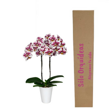 Cargar imagen en el visor de la galería, Orquidea Alta dos tallos Blanco Mora con matera ceramica decorativa (MC)