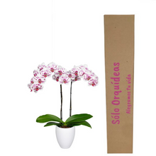 Cargar imagen en el visor de la galería, Orquidea Alta dos tallos Blanco Pink con matera ceramica decorativa (MC)
