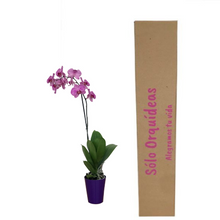 Cargar imagen en el visor de la galería, ORQUÍDEA UN TALLO MORADA - PERFECTION (MC)