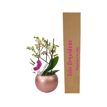 Cargar imagen en el visor de la galería, ORQUIDEA MEDIANA BLANCA+ MATERA CERAMICA (MC)