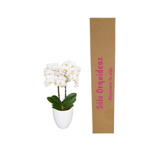 Cargar imagen en el visor de la galería, ORQUIDEA MEDIANA BLANCA + MATERA DECORATIVA PLASTICA (MP)