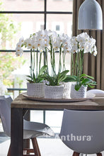 Cargar imagen en el visor de la galería, Orquidea alta dos tallos Blanca Eleganza con matera plastica decorativa(MP)