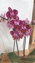 Cargar imagen en el visor de la galería, Orquidea Mediana Mora Tigre con matera Plastica decorativa (MP)
