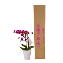 Cargar imagen en el visor de la galería, Orquidea Mediana Mora con matera Plastica decorativa (MP)