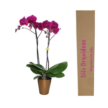 Cargar imagen en el visor de la galería, Orquidea alta dos tallos Fucsia con matera plastica decorativa(MP)