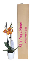 Cargar imagen en el visor de la galería, Orquidea Alta dos tallos Naranja con matera ceramica decorativa (MC)