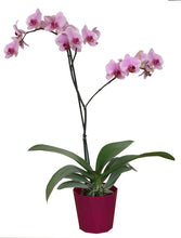 Cargar imagen en el visor de la galería, ORQUÍDEA UN TALLO ROSA (MP)