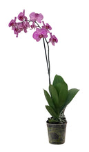 Cargar imagen en el visor de la galería, ORQUÍDEA UN TALLO MORA PRINT - (SM)