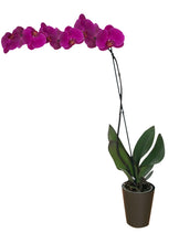 Cargar imagen en el visor de la galería, ORQUÍDEA UN TALLO MORADA - PERFECTION (MC)