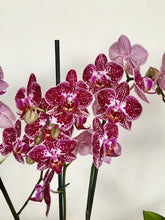Cargar imagen en el visor de la galería, Orquidea Mediana Mora Tigre con matera Plastica decorativa (MP)