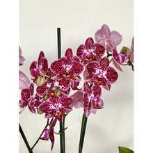 Cargar imagen en el visor de la galería, ORQUIDEA MEDIANA MORA (MC)