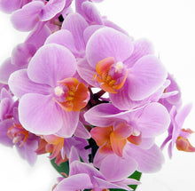 Cargar imagen en el visor de la galería, ORQUIDEA MEDIANA ROSA FANTASY (MP)