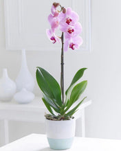 Cargar imagen en el visor de la galería, ORQUÍDEA UN TALLO ROSA (MP)