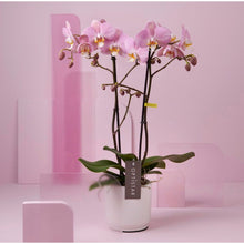 Cargar imagen en el visor de la galería, Orquidea alta dos tallos Pastel Rose con matera plastica decorativa(MP)