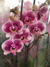 Cargar imagen en el visor de la galería, Orquidea Alta dos tallos Wild Pink con matera ceramica decorativa (MC)