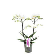 Cargar imagen en el visor de la galería, ORQUIDEA MEDIANA BLANCA (ALTURA APROX.40/50CMS) (SM)