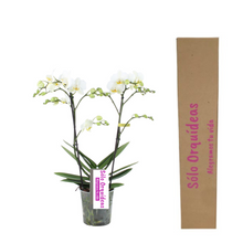 Cargar imagen en el visor de la galería, ORQUIDEA MEDIANA BLANCA (ALTURA APROX.40/50CMS) (SM)
