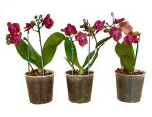 Cargar imagen en el visor de la galería, MINIORQUÍDEA DOS TALLOS CORAL SIN MATERA DECORATIVA