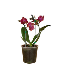 Cargar imagen en el visor de la galería, MINIORQUÍDEA DOS TALLOS CORAL SIN MATERA DECORATIVA