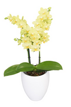 Cargar imagen en el visor de la galería, ORQUIDEA MEDIANA PURA AMAR (MC)