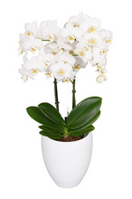 Cargar imagen en el visor de la galería, ORQUIDEA MEDIANA BLANCA + MATERA DECORATIVA PLASTICA (MP)